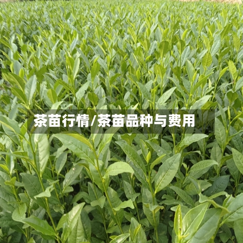 茶苗行情/茶苗品种与费用-第1张图片