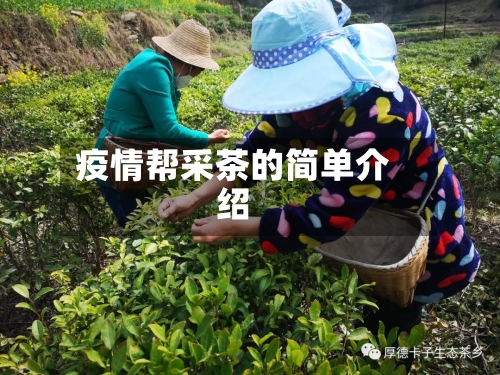 疫情帮采茶的简单介绍-第2张图片