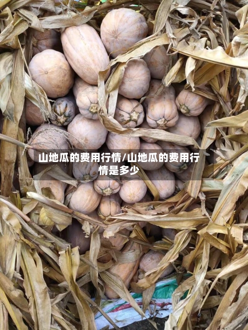 山地瓜的费用行情/山地瓜的费用行情是多少-第2张图片