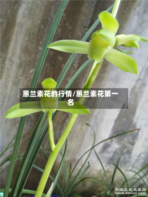 蕙兰素花的行情/蕙兰素花第一名-第1张图片