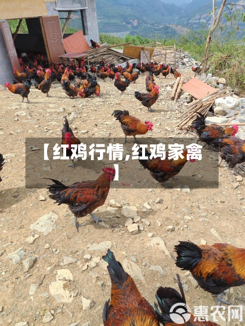 【红鸡行情,红鸡家禽】-第3张图片