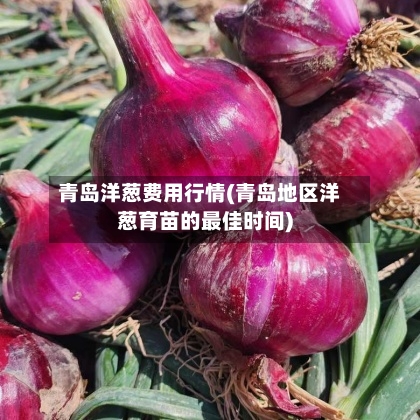 青岛洋葱费用行情(青岛地区洋葱育苗的最佳时间)-第2张图片